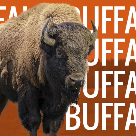 Buffalo Construction | Real Buffalo